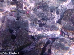 Halichoeres maculipinna