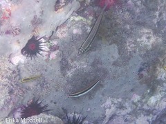 Halichoeres maculipinna