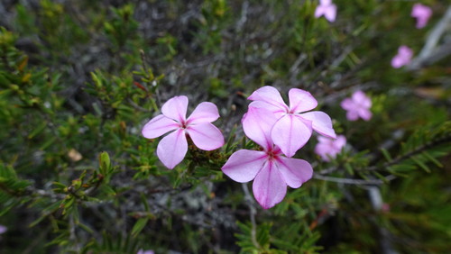 Image of Acmadenia densifolia by (c) Paul Emms, some rights reserved (CC BY-SA)