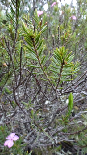 Image of Acmadenia densifolia by (c) Paul Emms, some rights reserved (CC BY-SA)