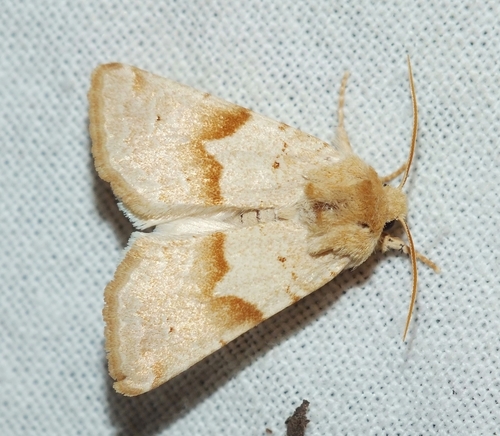 Mycteroplus puniceago