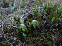 Pterostylis tanypoda