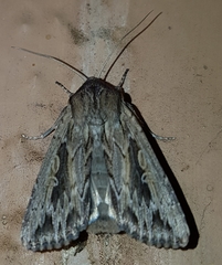 Persectania dyscrita