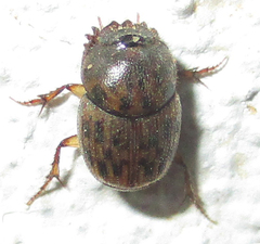 Onthophagus variegatus