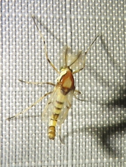 Coelotanypus tricolor