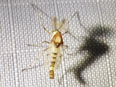 Coelotanypus tricolor