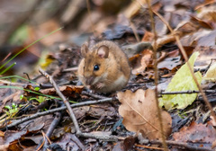 Apodemus flavicollis