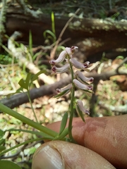 Cysticapnos cracca