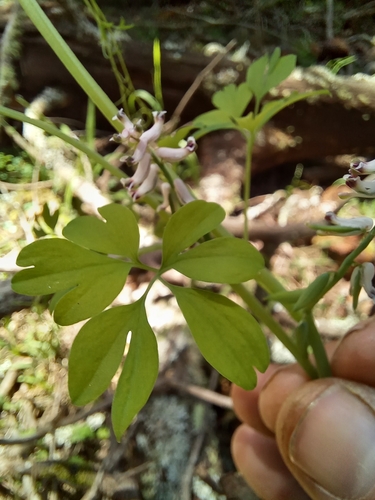Image of Cysticapnos cracca by (c) kevin koen, some rights reserved (CC BY-SA)