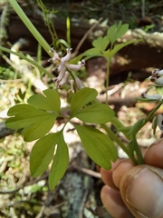 Cysticapnos cracca