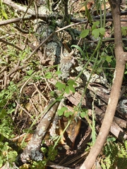 Cysticapnos cracca