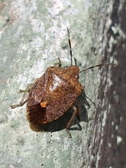 Dryadocoris apicalis