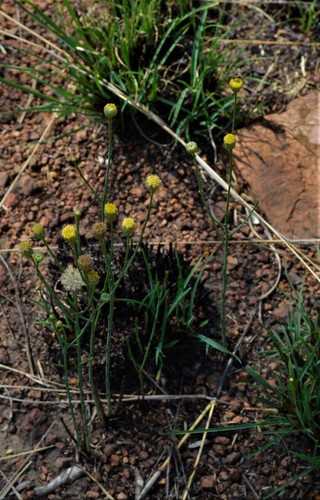 Image of Nolletia rarifolia by (c) Hildegard Klein, some rights reserved (CC BY)