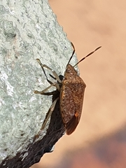 Dryadocoris apicalis