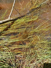 Isolepis prolifera