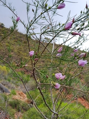 Alyogyne hakeifolia