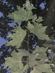 Magnoliopsida