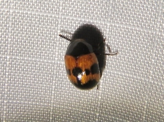 Diaperis nigronotata