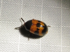 Diaperis nigronotata