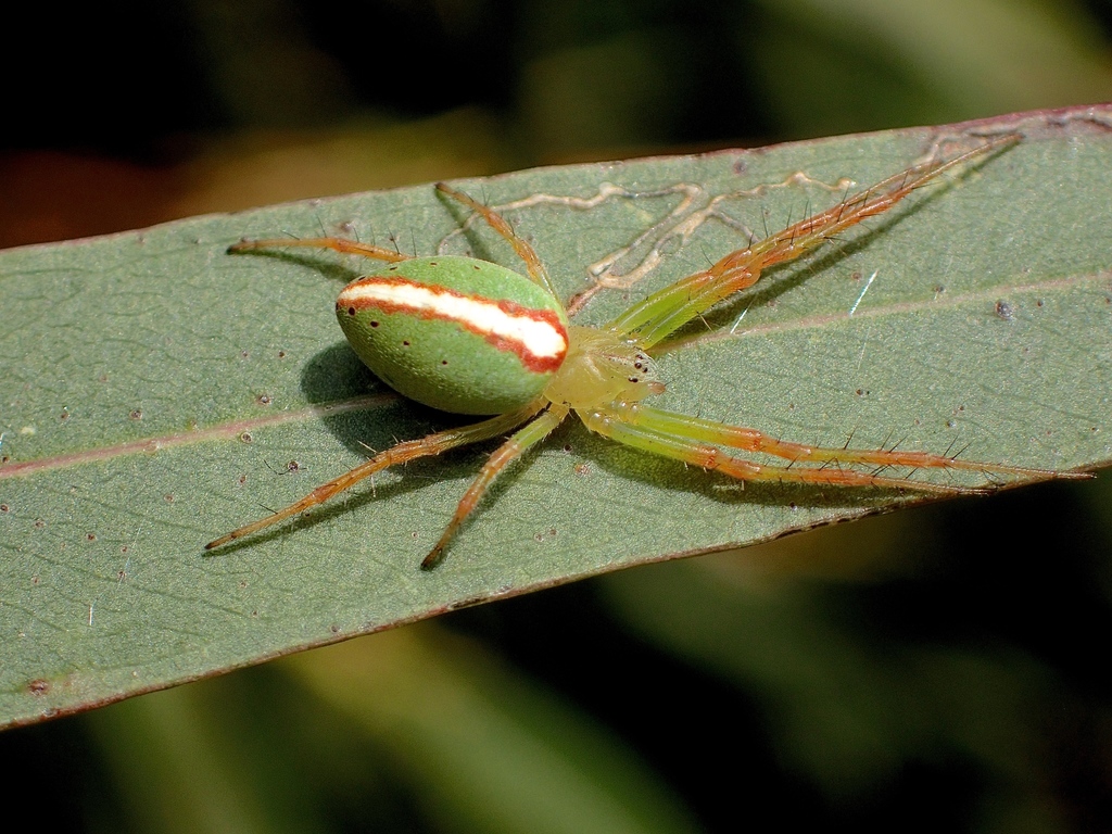 Slender Green Orbweaver
