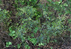 Searsia zeyheri