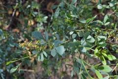 Searsia zeyheri