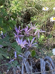 Colchicum confusum