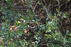 Searsia zeyheri