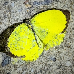 Eurema mandarina