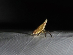 Rhynchomitra microrhina