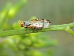 Sphenella ruficeps