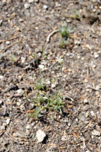 Image of Eremogone pumicola by (c) Annie Evankow, some rights reserved (CC BY)