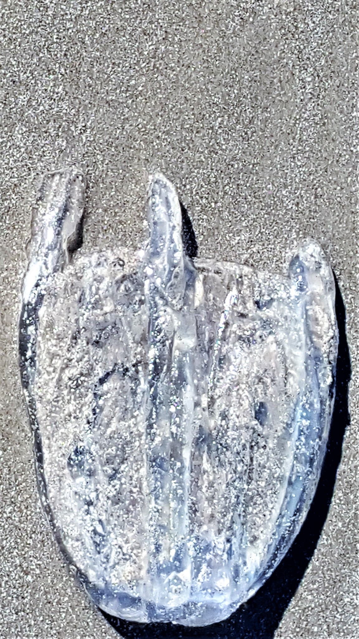 Tamoya haplonema F.Müller, 1859