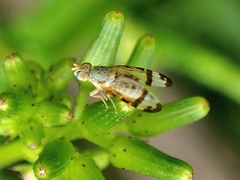Sphenella ruficeps