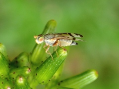 Sphenella ruficeps