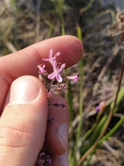 Stylidium brunonianum