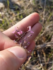Stylidium brunonianum