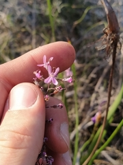 Stylidium brunonianum