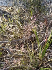 Stylidium brunonianum