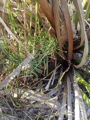 Stylidium brunonianum