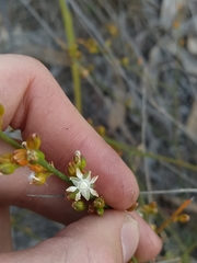 Macarthuria australis