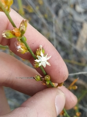 Macarthuria australis
