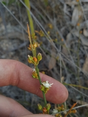 Macarthuria australis