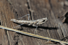 Litaneutria skinneri