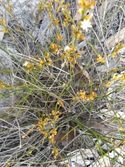 Macarthuria australis