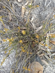 Macarthuria australis