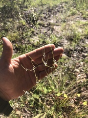 Polygonella gracilis