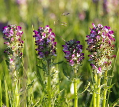 Pedicularis sudetica