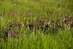 Pedicularis sudetica