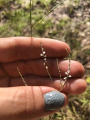 Polygonella gracilis